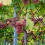 Viñedos de uvas oscuras